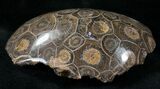 Polished Fossil Coral Head - Very Detailed #14645-1